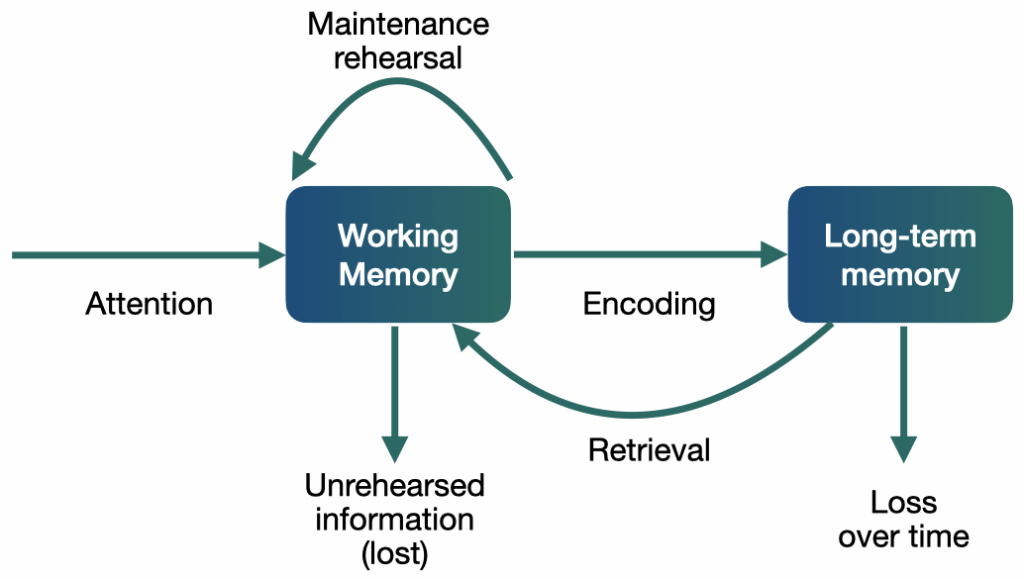 Diagram of human memory showing how attention brings information into working memory, which can either be lost if not rehearsed or encoded into long-term memory. Working memory can retrieve information from long-term memory. Long-term memory can decay over time.
